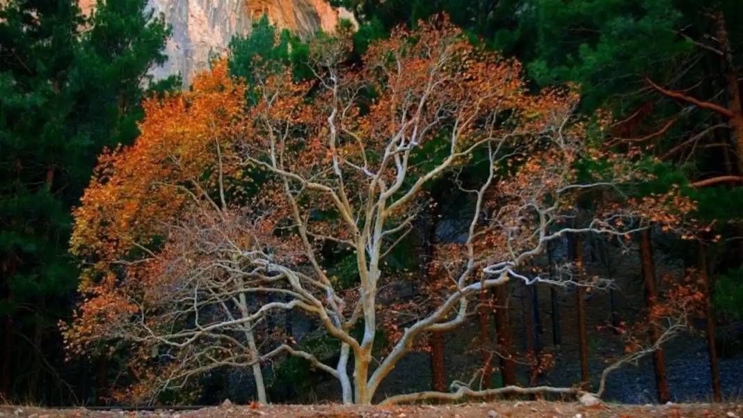 Asırlık Çınarların Altında Masal Diyarı: Adana'da 'Zamanın Durduğu Yer' 2